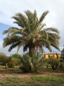 palmera Totana