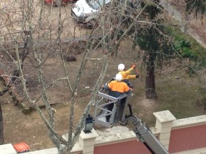 podadores madrileños